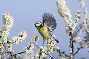 Images Dated 21st March 2010: Blue Tit - in flight - amongst White Blossom