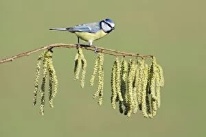 Images Dated 8th February 2008: Blue Tit - on flowering hazel branch