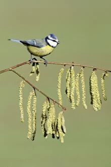 Images Dated 9th February 2008: Blue Tit - on flowering hazel branch