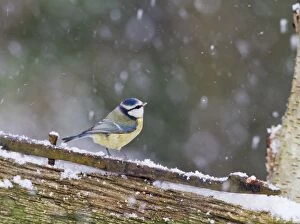 Images Dated 6th January 2010: Blue Tit - on gate in falling snow