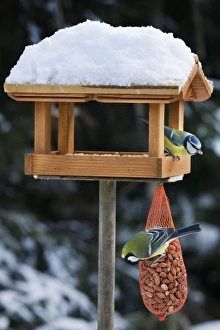 Images Dated 3rd December 2010: Blue Tit and Great Tit (Parus major) at bird feeding house in snow