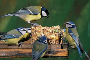 Bird Table Collection: Blue Tit - & Great Tit (Parus major) at bird table