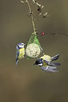 Favourite Prints: Blue Tit with Great Tit (Parus major) On fat ball feeder Cleveland, England, UK