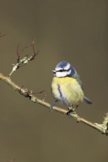 Images Dated 7th February 2007: Blue Tit In hawthorne bush. Cleveland, England, UK