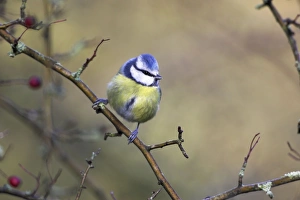 Images Dated 5th February 2007: Blue Tit In hawthorne bush. Cleveland, England, UK
