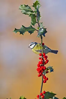 Blue Tit - on Holly in Autumn - West Wales UK 11899