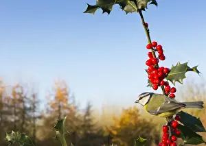 Blue Tit - on Holly in Autumn - West Wales UK 11900