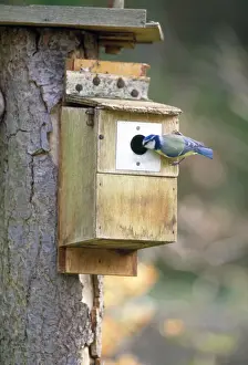 Nest Boxes Prints: Blue Tit - inspecting nesting box - UK