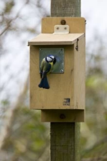 Blue tit - inspecting RSPB nestbox