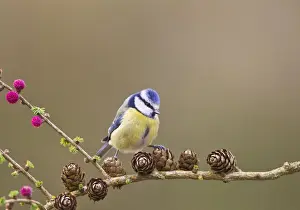 Bird Prints: Blue Tit - on larch - Bedfordshire - UK 12301