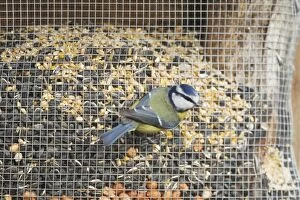 Caeruleus Gallery: Blue Tit - on large seed feeder