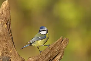 Blue Tit Lea Valley Park, Herts, UK BI006782
