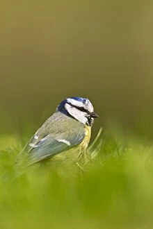 Images Dated 21st April 2011: Blue Tit - in long grass