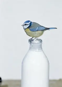 Drinking Prints: Blue Tit MAW 11 Perched on top of milk bottle Parus caeruleus © Maurice Walker / ardea