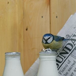 Blue Tits Gallery: Blue TIT - at milk bottle