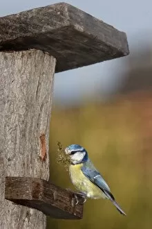 Blue Tit - with nesting material in mouth