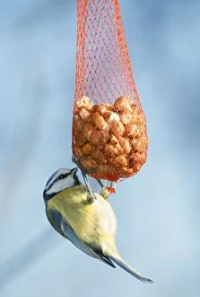 Blue Tit - on Nut Feeder