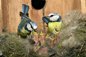 Blue Tits