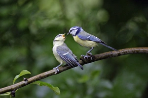 Blue Tit - adult with fledgling