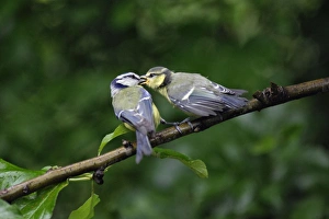 Blue Tit - adult with fledgling