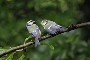 Blue Tit - adult with fledgling