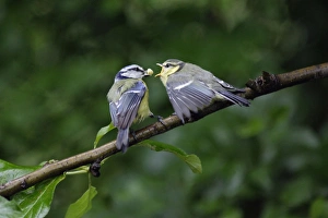 Blue Tit - adult with fledgling