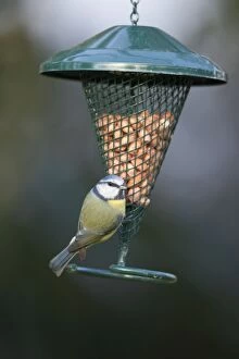 Images Dated 27th January 2011: Blue Tit - Peanut Feeder - Cornwall - UK