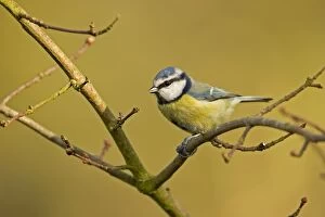 Blue Tit - perched on bare winter branch