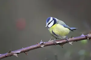 Favourite Prints: Blue Tit Perched on bramble stem. Cleveland, England, UK