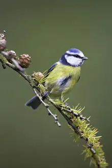 Agile Prints: Blue Tit Perched on conifer branch. Cleveland, England, UK