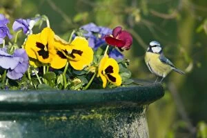 Blue Tit - perched on flower pot in garden