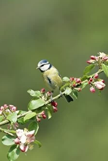 Blue TIT - perched on flowering branch