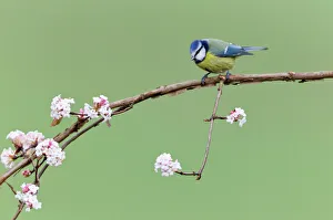 Images Dated 10th November 2010: Blue Tit - perched on flowering Viburnum bush - in garden