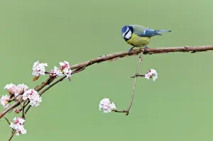 Tits Prints: Blue Tit - perched on flowering Viburnum bush - in garden - Lower Saxony - Germany