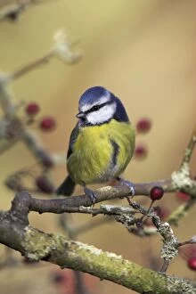 Images Dated 13th November 2006: Blue Tit - Perched in hawthorn