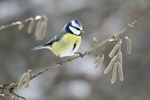 Images Dated 31st January 2010: Blue Tit - perched on hazelnut branch in winter