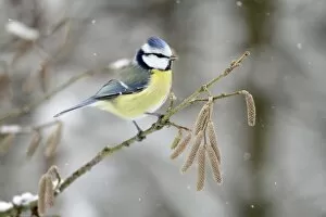 Images Dated 31st January 2010: Blue Tit - perched on hazelnut branch in winter snow