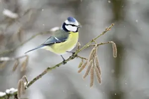Blue Tit - perched on hazelnut branch in winter snow - Lower Saxony - Germany