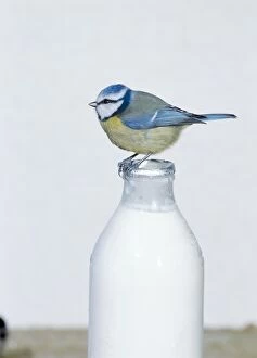 Bottle Gallery: Blue TIT- perched on top of milk bottle