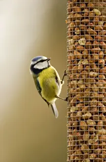 Peanut Prints: Blue Tit Perched on peanut feeder. South East England, UK, Europe