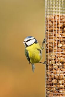 Blue Tit - perched on peanut feeder