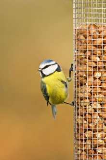 Blue Tit - perched on peanut feeder Blue Tit - perched on peanut feeder