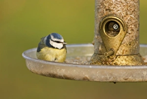 Images Dated 12th March 2007: Blue Tit Perched on seed feeder. South East England, UK, Europe
