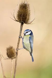 Garden Birds Collection: Blue Tit Perched on vertical stem of teasel seed head. Cleveland, UK