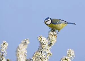 Images Dated 21st March 2010: Blue Tit - perched on White Blossom
