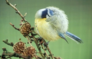 Blue TIT - preening in cold weather