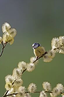 Images Dated 16th March 2009: Blue Tit - on pussy willow