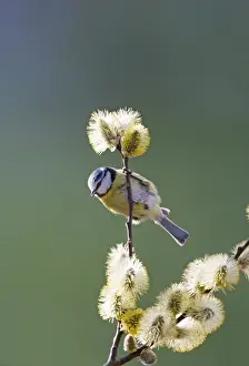 Tits Prints: Blue Tit - on pussy willow - Bedfordshire - UK 007048