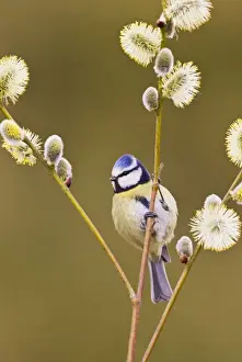 Bird Prints: Blue Tit - on Pussy Willow - Bedfordshire - UK 12298