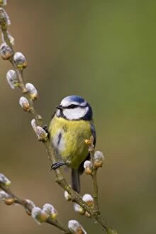 Images Dated 31st March 2010: Blue Tit - on pussy willow - Cornwall - UK